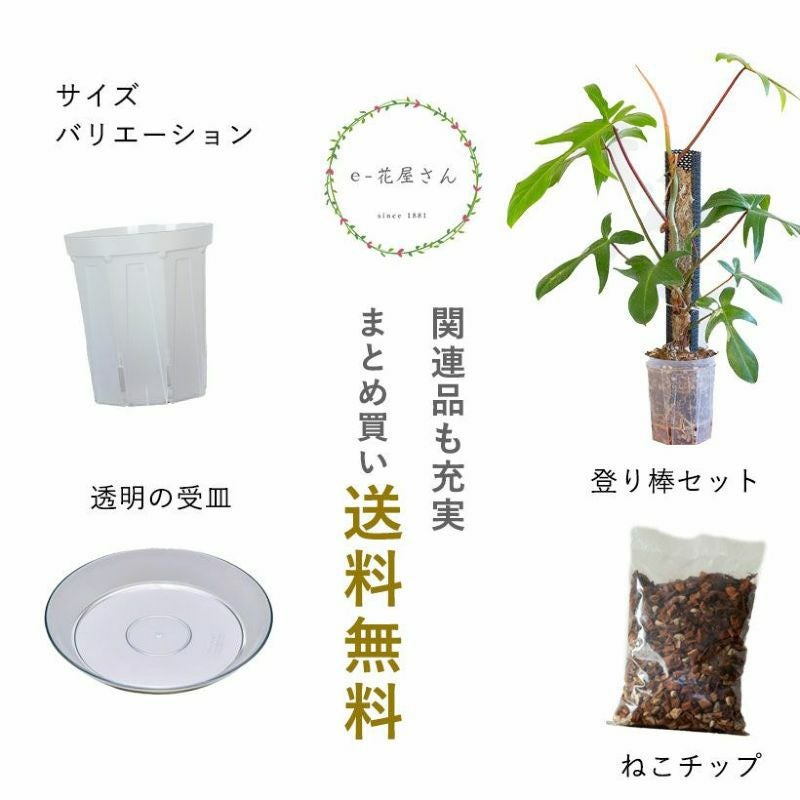 透明スリット鉢ネガミエル｜観葉植物の根が見える浅岡園芸