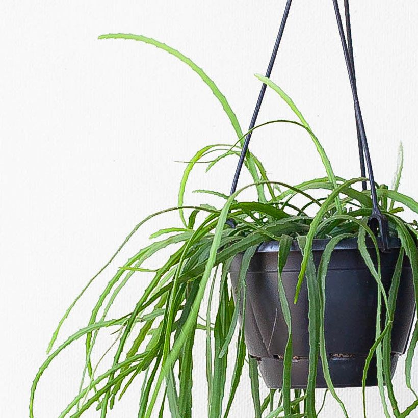 観葉植物リプサリス リプサリス ホルビアーナ 一点限定再入荷