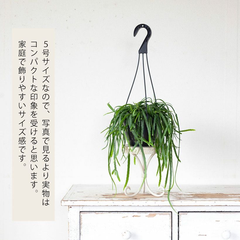 リプサリス・ホルビアーナ5号鉢育て方付き｜e-花屋さん