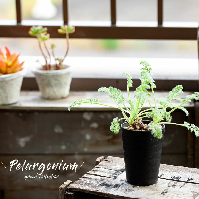 000000007527-03.jpg?size=l&w=