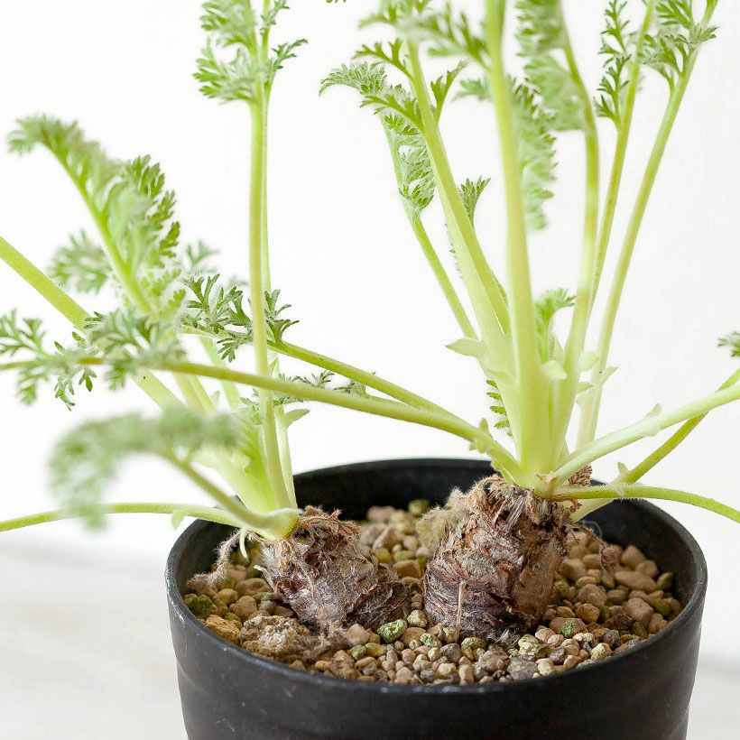 000000007527-05.jpg?size=l&w=