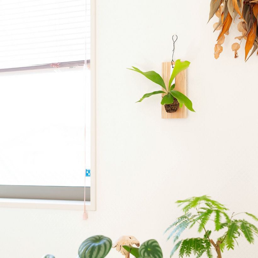 000000007531-01.jpg?size=l&w=