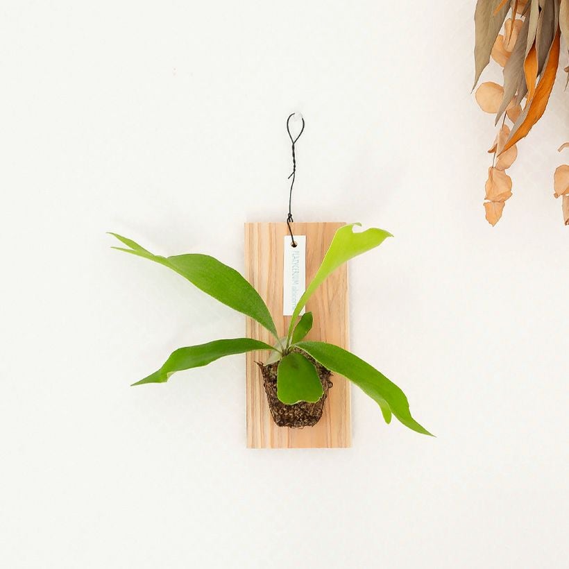 コウモリラン板付け｜お試し！初心者でも始めやすい小さいtype