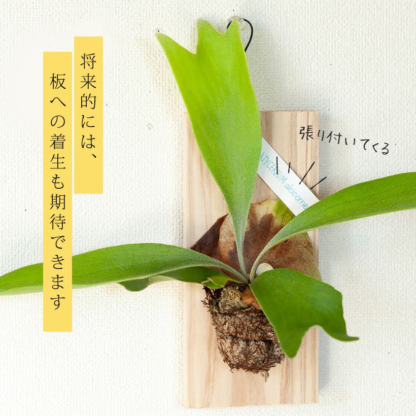 000000007531-04.jpg?size=l&w=