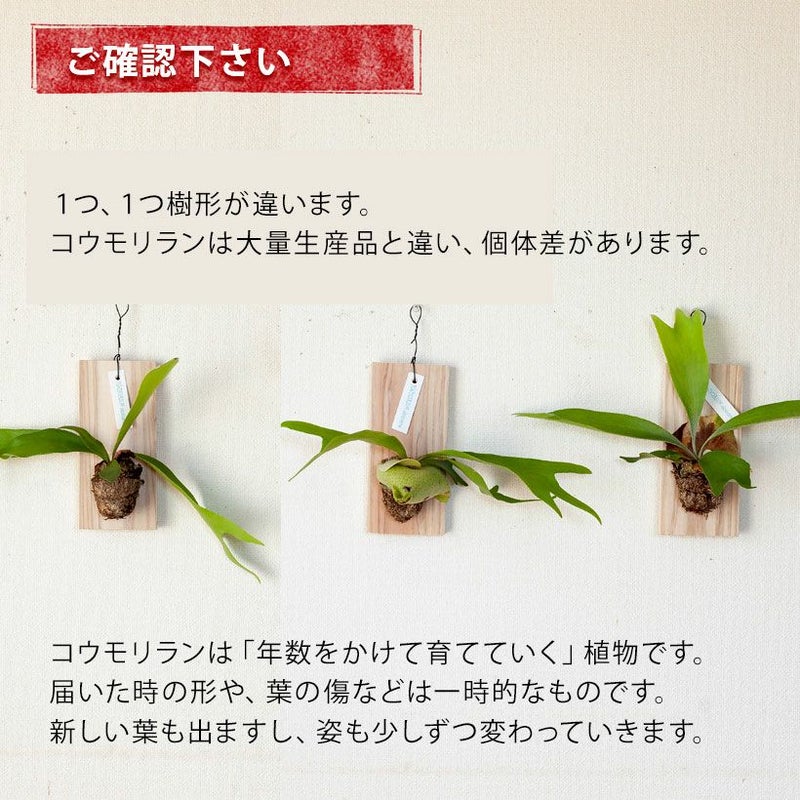 コウモリラン板付け｜お試し！初心者でも始めやすい小さいtype