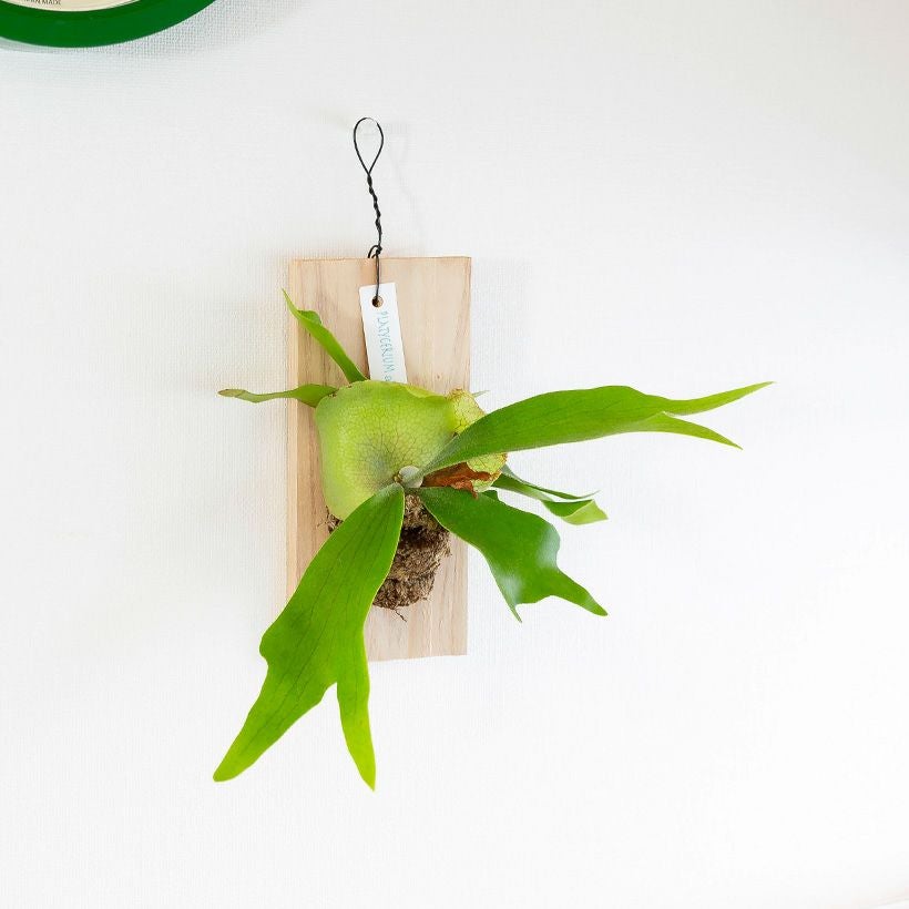 ビカクシダ ホルタミー　板付け根張り固定済みかっこいいコウモリラン約31cmレア 観葉植物：ビカクシダ コウモリラン ホルタミー 板付け*吊り 現品をお