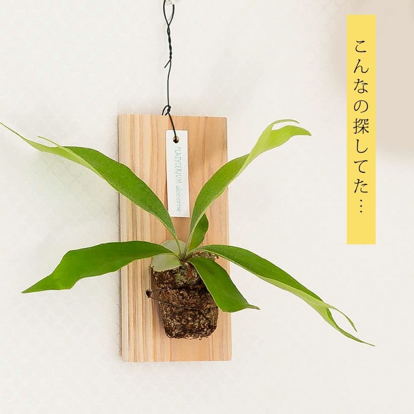 000000007531-11.jpg?size=l&w=