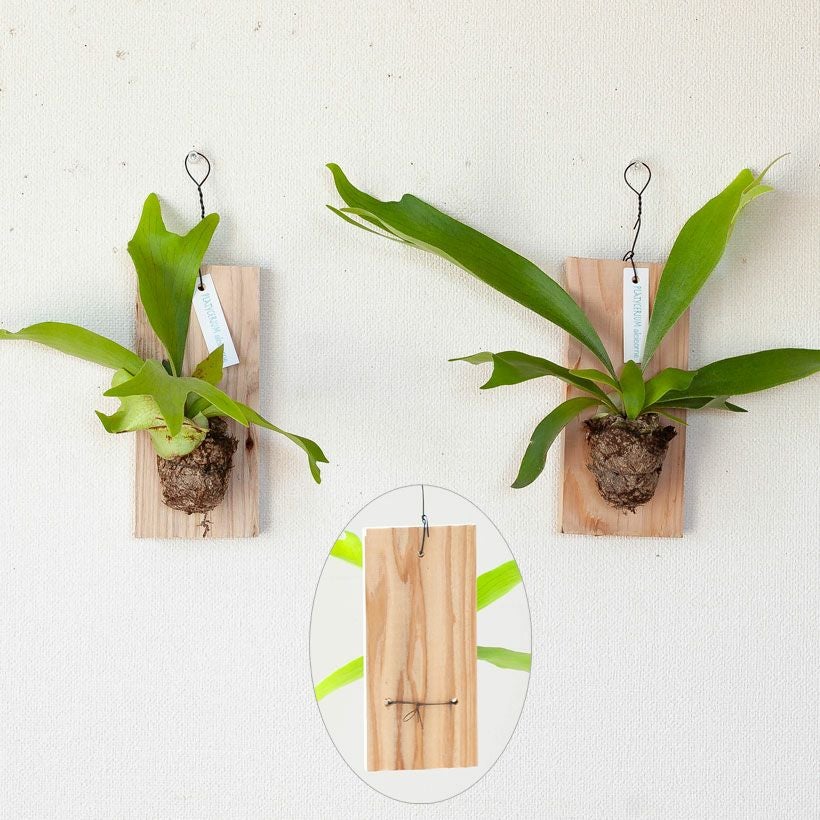 コウモリラン板付け｜お試し！初心者でも始めやすい小さいtype