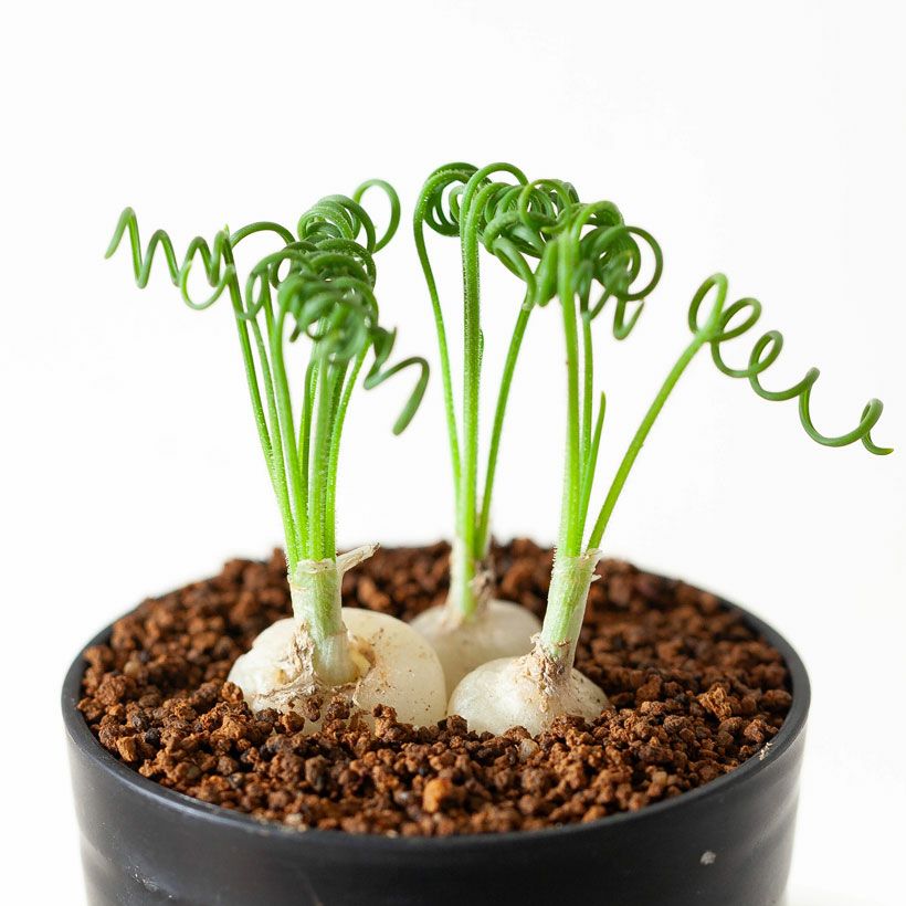 000000007562-03.jpg?size=l&w=