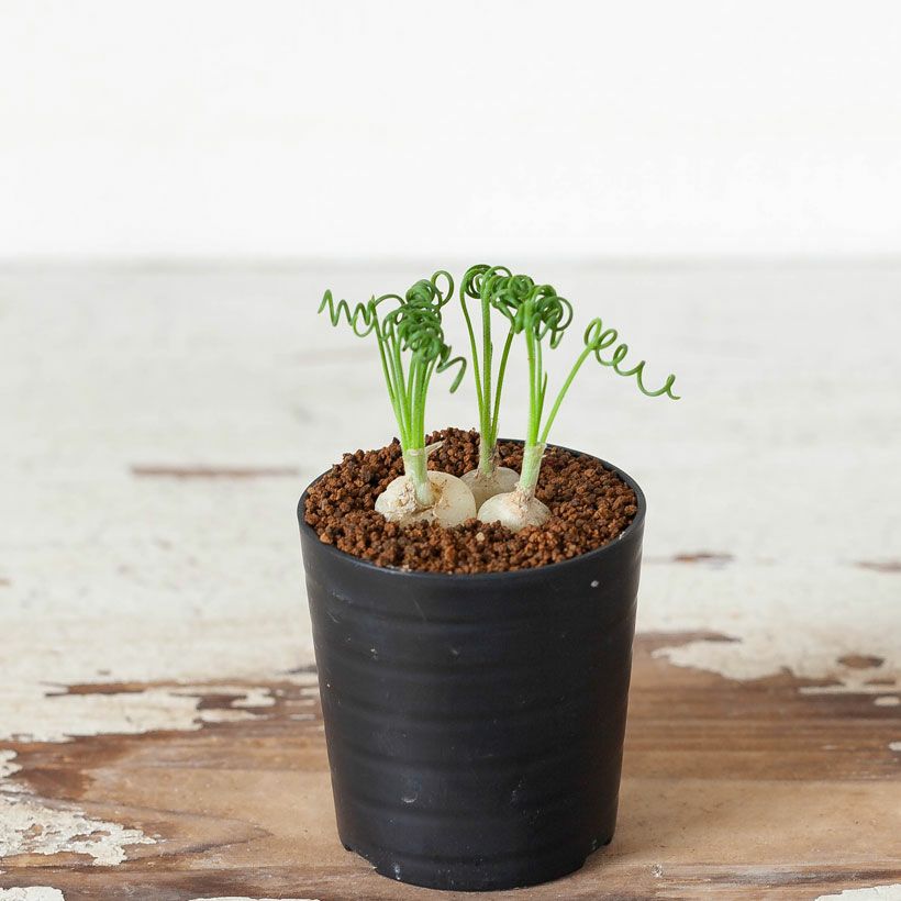 アルブカスピラリスくるくる葉｜花咲く球根多肉、夏休眠で枯れる