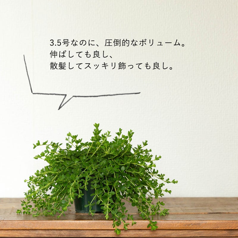ペペロミアデピーナ3.5号硬質ポット