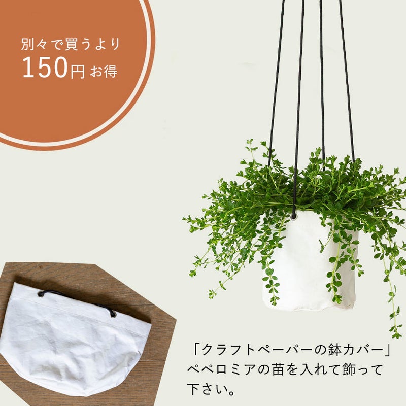 ペペロミアデピーナの飾り方
