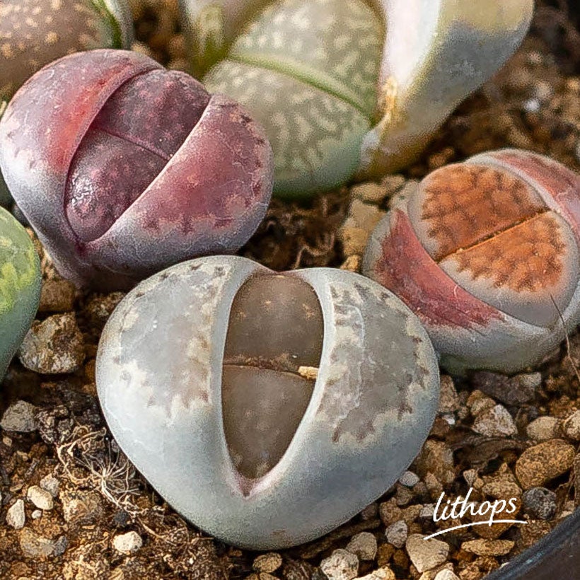 植え替えしやすいリトープス2.5号鉢｜扱いやすいサイズe-花屋