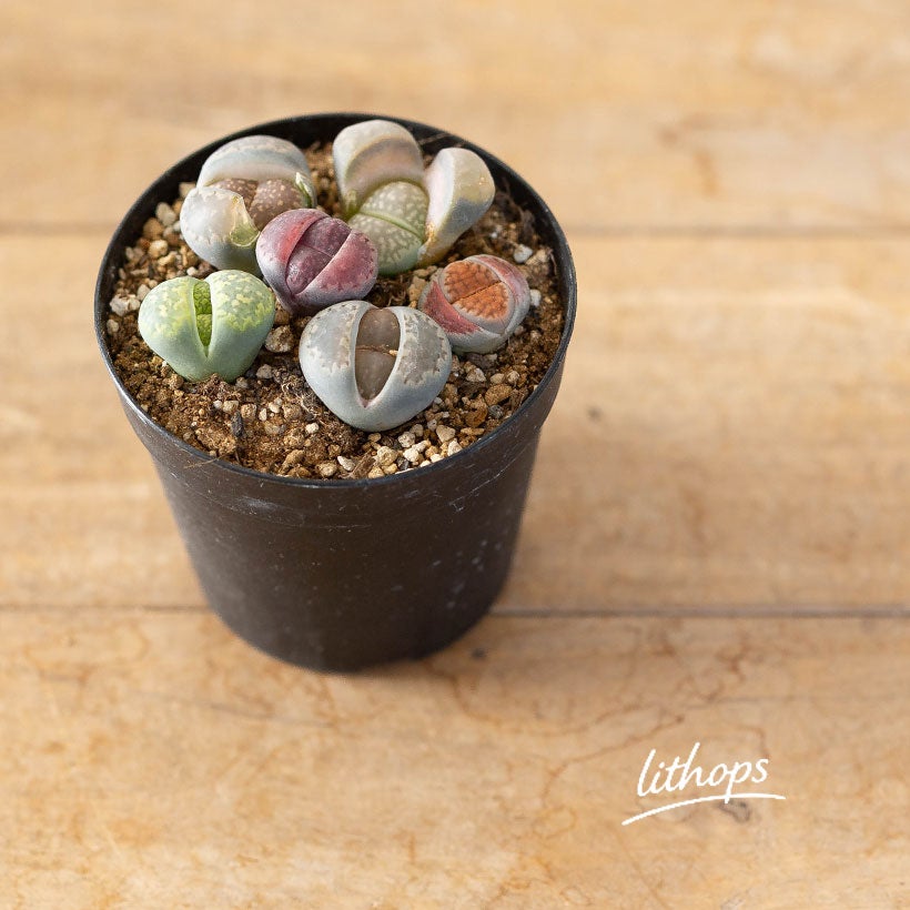 植え替えしやすいリトープス2.5号鉢｜扱いやすいサイズe-花屋