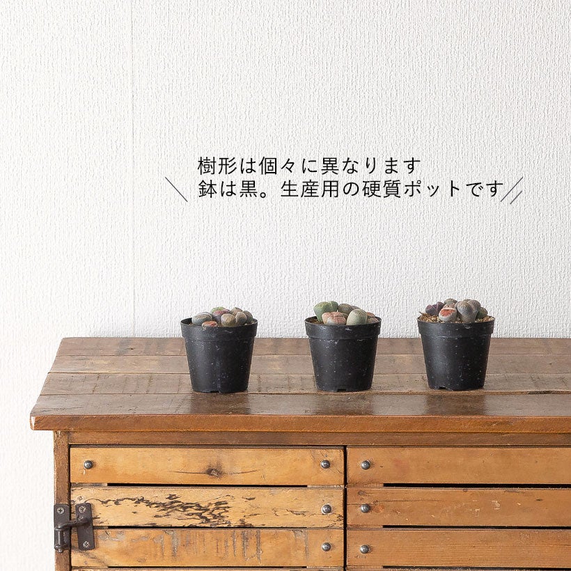 植え替えしやすいリトープス2.5号鉢｜扱いやすいサイズe-花屋