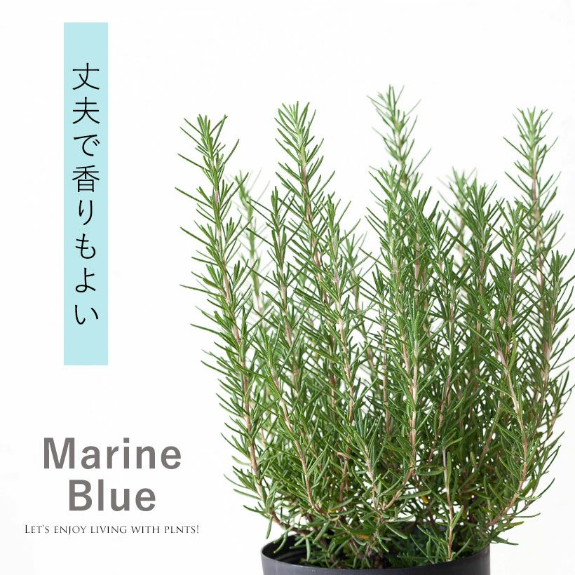ローズマリーマリンブルー｜特徴は丈夫で香りがスパイシーe-花屋