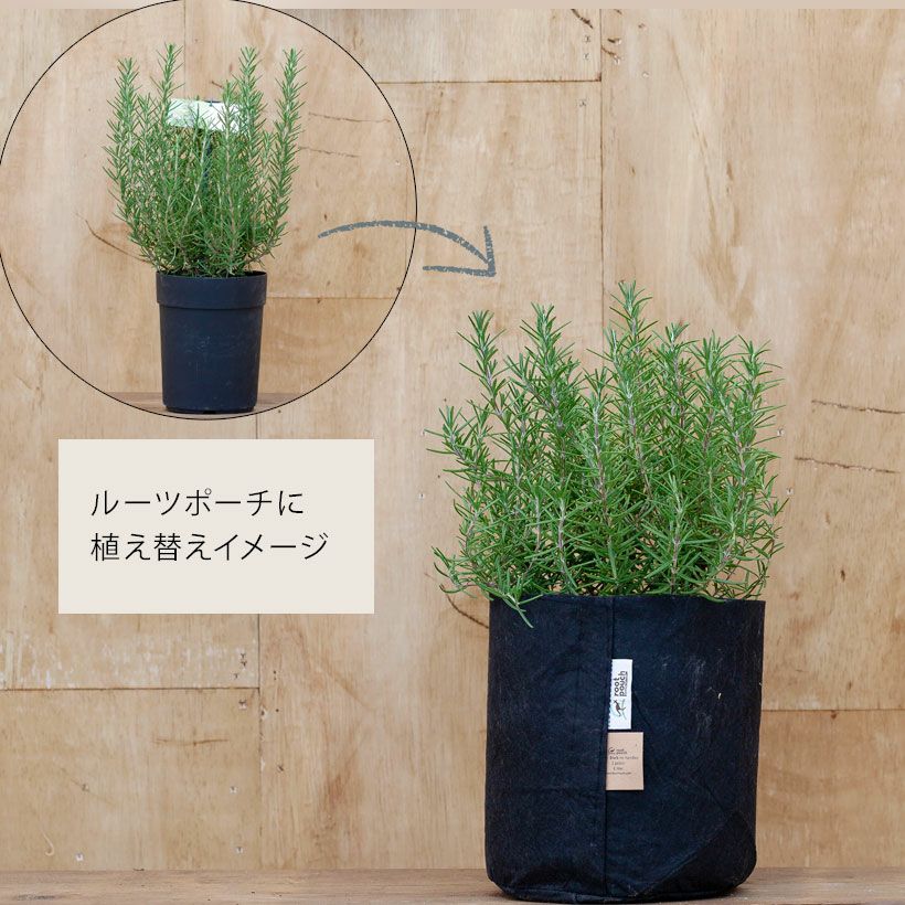 ローズマリーマリンブルー｜特徴は丈夫で香りがスパイシーe-花屋