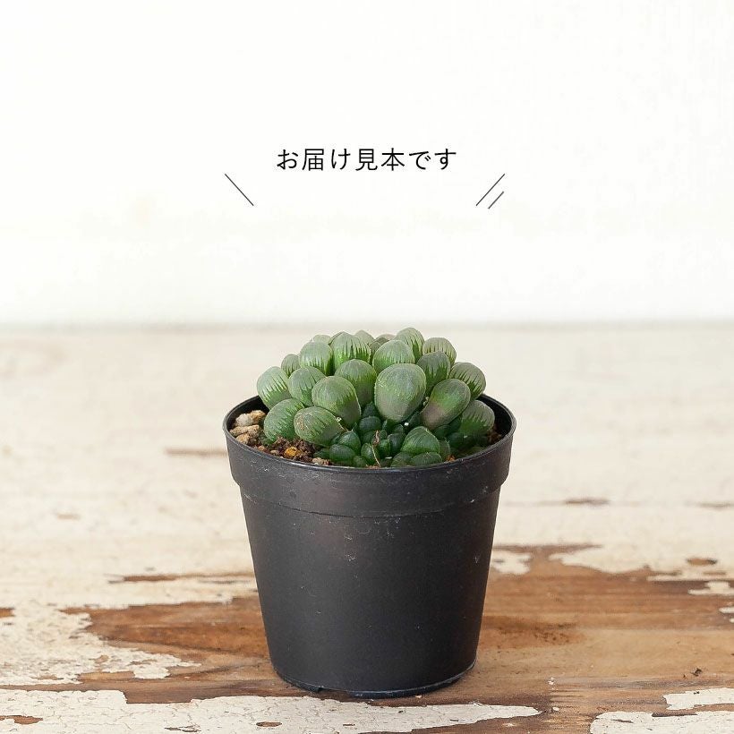 ハオルチア・オブツーサ（2.5号硬質POT） | [公式]e-花屋さん