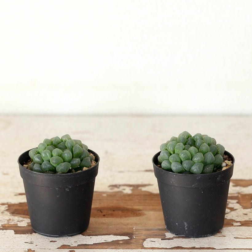 ハオルチア・オブツーサ（2.5号硬質POT） | [公式]e-花屋さん