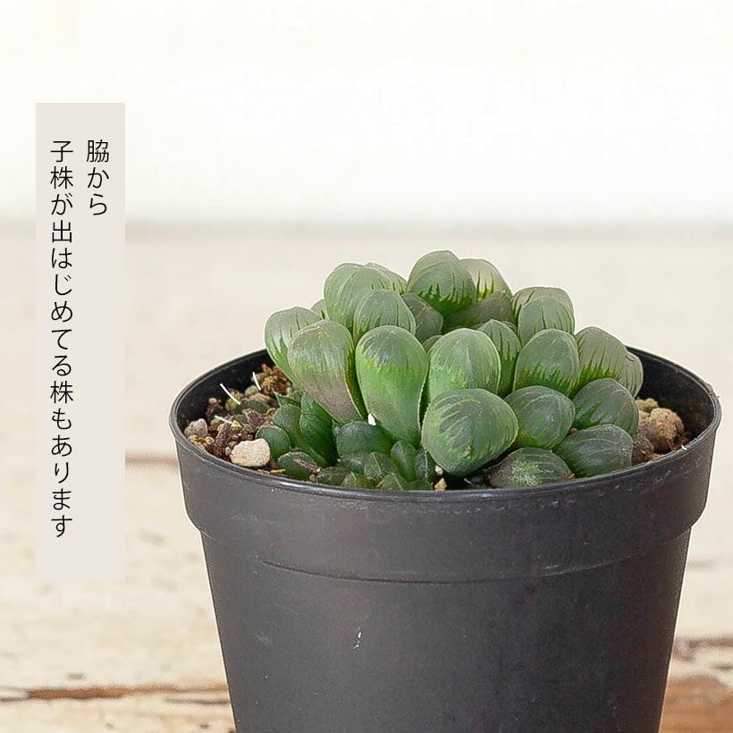 ハオルチア・オブツーサ（2.5号硬質POT） | [公式]e-花屋さん