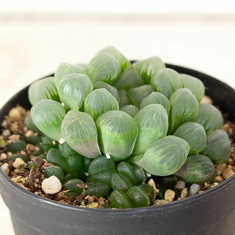 ハオルチア・オブツーサ（2.5号硬質POT） | [公式]e-花屋さん