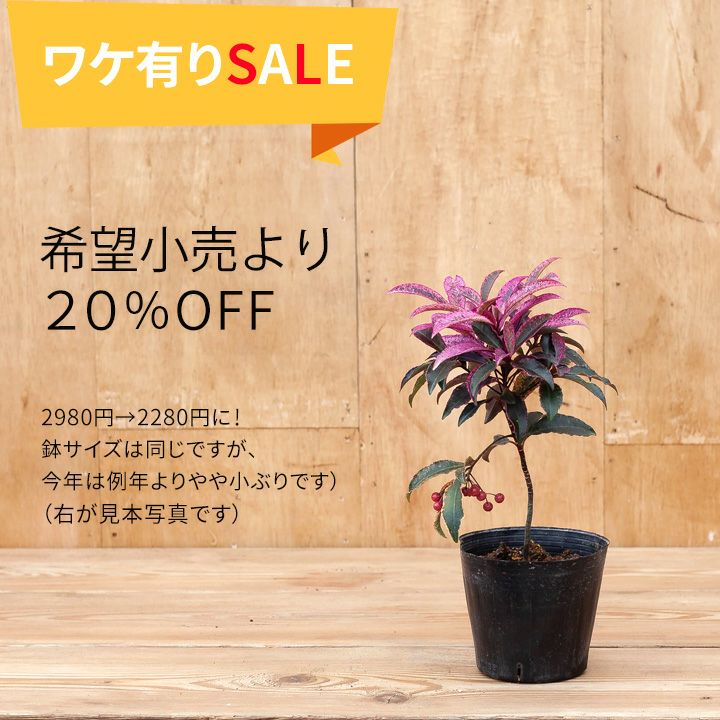 訳有りSALE】人気の万両「紅孔雀」。実付きです！ | [公式]e-花屋さん