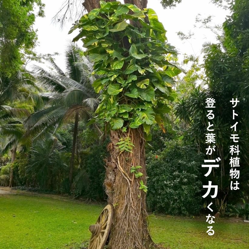 ねこ登り棒＆チップ＆ネガミエルSET｜花森家×浅岡園芸×e花屋