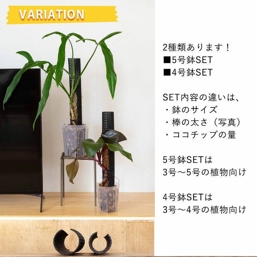 ねこ登り棒・猫チップ！登らし葉を大きく。モンステラは切れ込みが