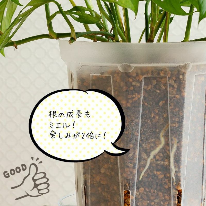 根が見える｜透明スリット鉢。浅岡園芸ポトス革命チャンネル開発