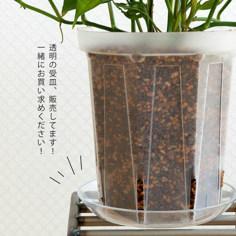 根が見える｜透明スリット鉢。浅岡園芸ポトス革命チャンネル開発