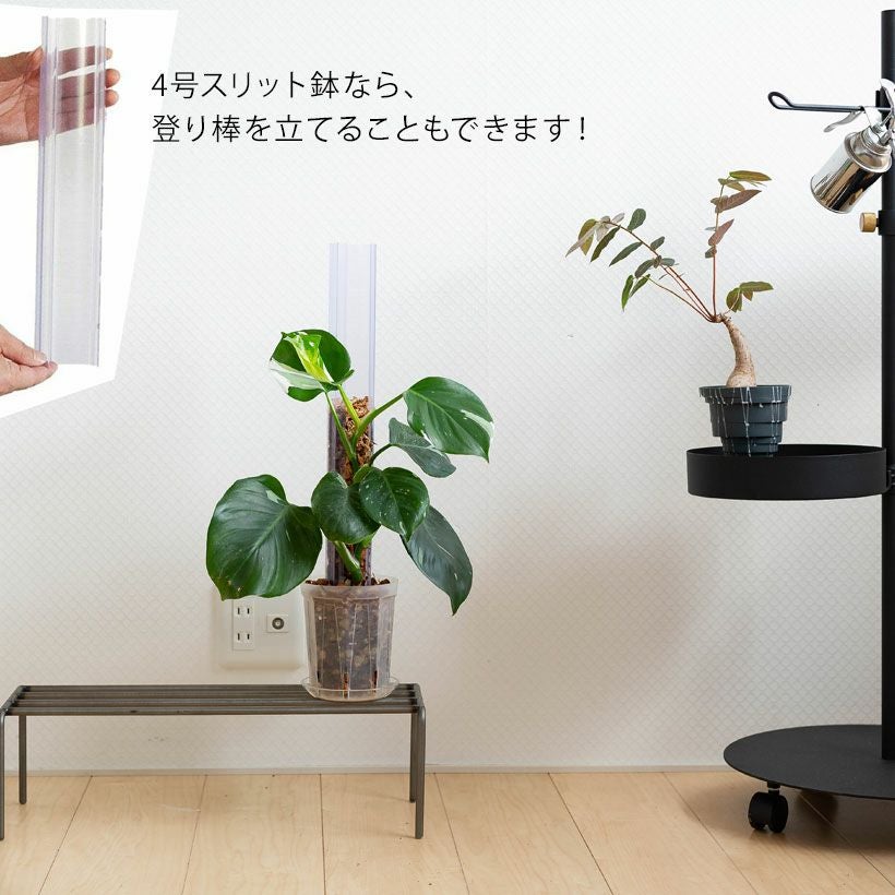 根が見える｜透明スリット鉢。浅岡園芸ポトス革命チャンネル開発