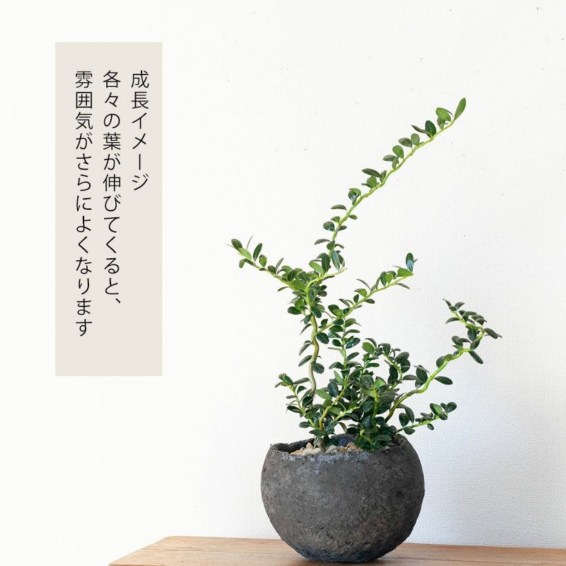 イレックス・クレナタ｜スパイラルドラゴン（雲竜ツゲ）e-花屋さん