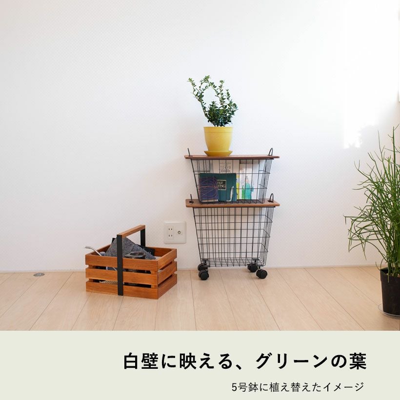 イレックス・クレナタ｜スパイラルドラゴン（雲竜ツゲ）e-花屋さん