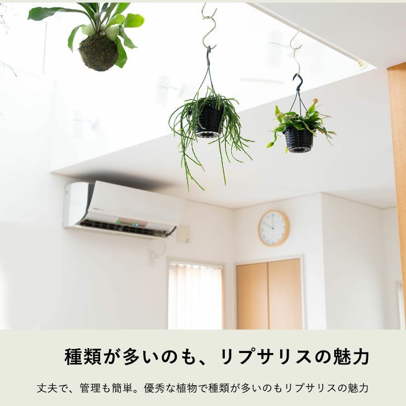 リプサリスクラバータ・パラドクサ・カスッサ人気5種類セレクト