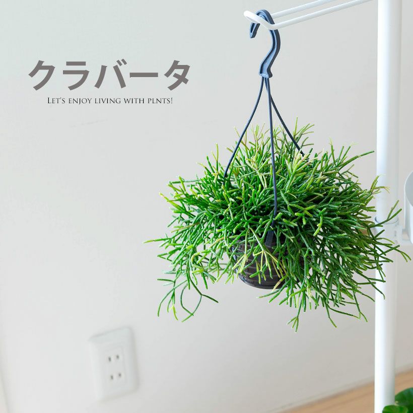 リプサリスクラバータ・パラドクサ・カスッサ人気5種類セレクト