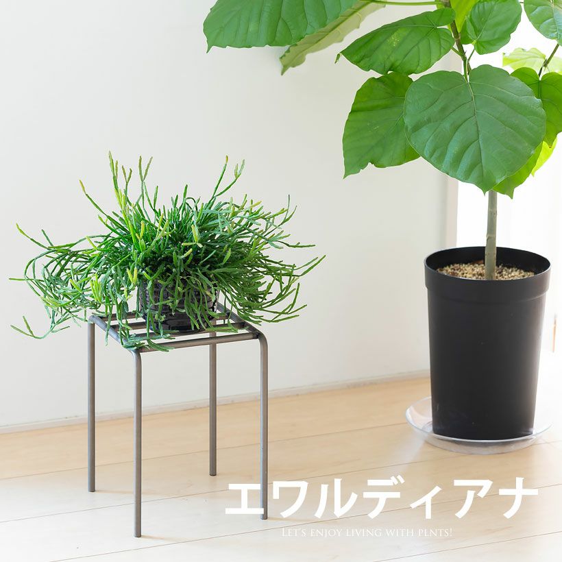 リプサリスクラバータ・パラドクサ・カスッサ人気5種類セレクト