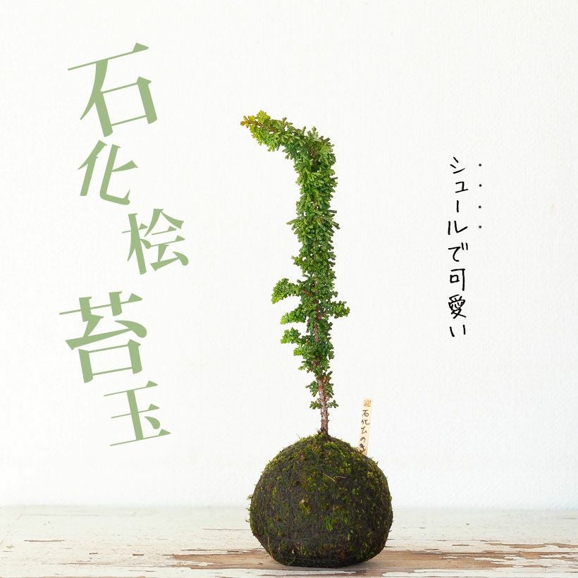 石化ヒノキ（桧）盆栽苔玉風｜挿し木から3年シノブゴケ仕様