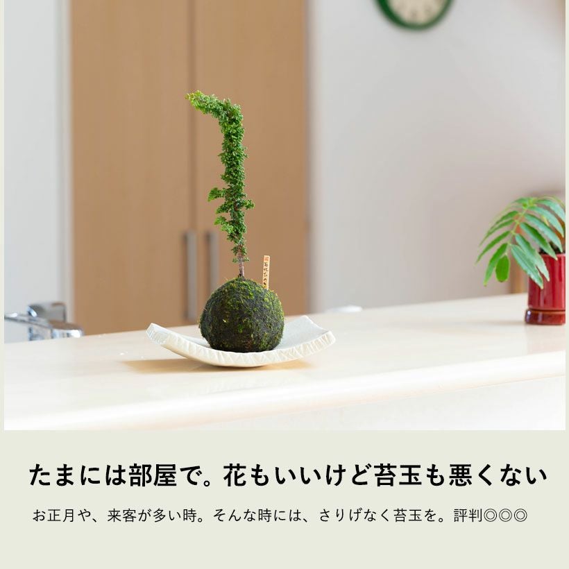 石化ヒノキ（桧）盆栽苔玉風｜挿し木から3年シノブゴケ仕様