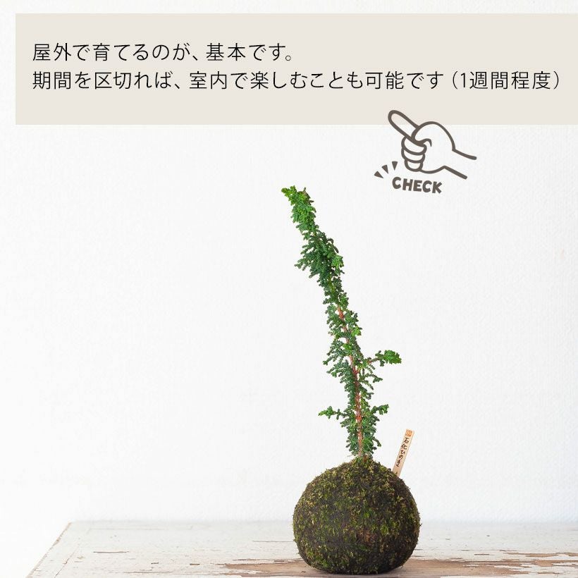 石化ヒノキ（桧）盆栽苔玉風｜挿し木から3年シノブゴケ仕様