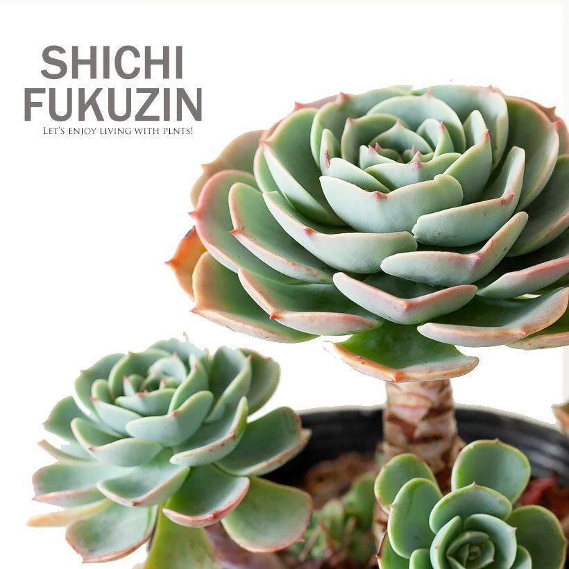 エケベリア七福神（しちふくじん）子株で殖やせる多肉植物