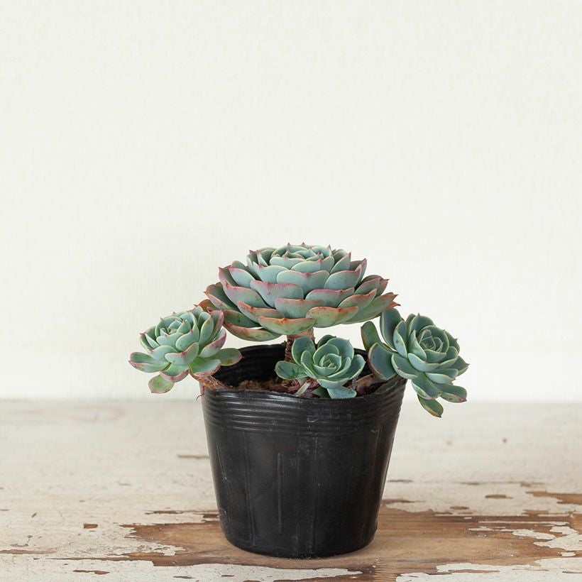 エケベリア七福神（しちふくじん）子株で殖やせる多肉植物