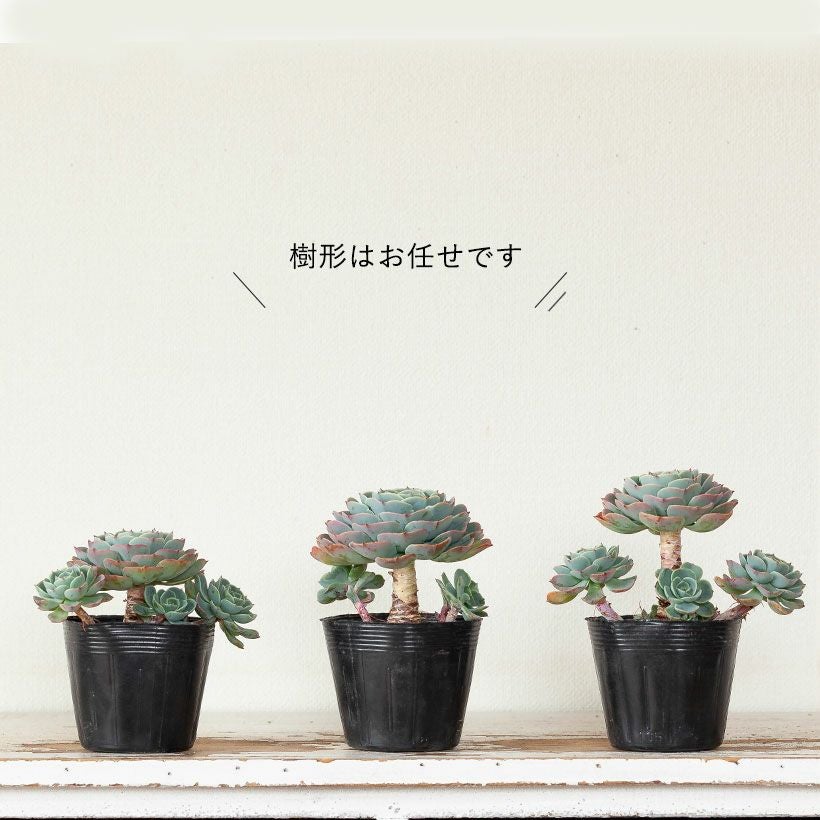 エケベリア七福神（しちふくじん）子株で殖やせる多肉植物