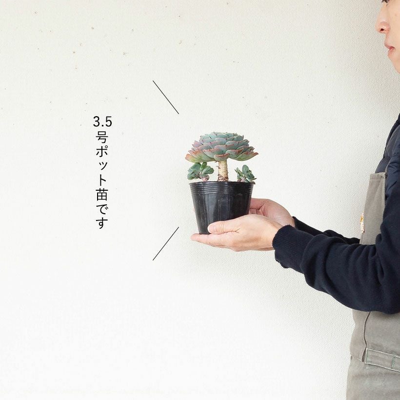 エケベリア七福神（しちふくじん）子株で殖やせる多肉植物