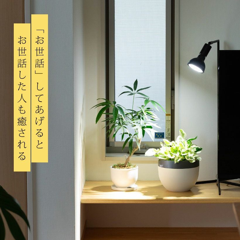 植物ライトのスタンド｜高さ2種類おしゃれタイプ（バレル）