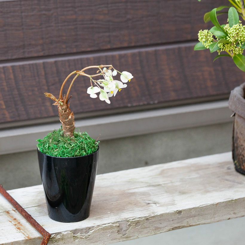 さくらベゴニア（根茎性）水やり植え替えなど育て方ガイド付き
