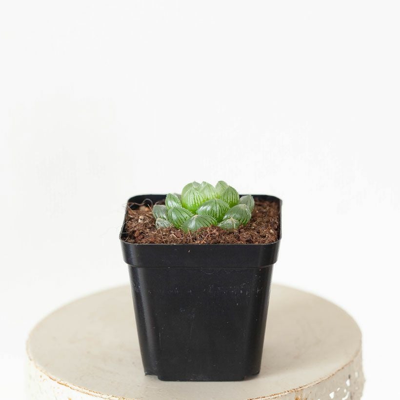 34e 多肉植物　ハオルチア　虹窓オブツーサ錦　自家繁殖　鉢植え発送 ハオルチア・特窓オブツーサ（育て方付き）e花屋さん