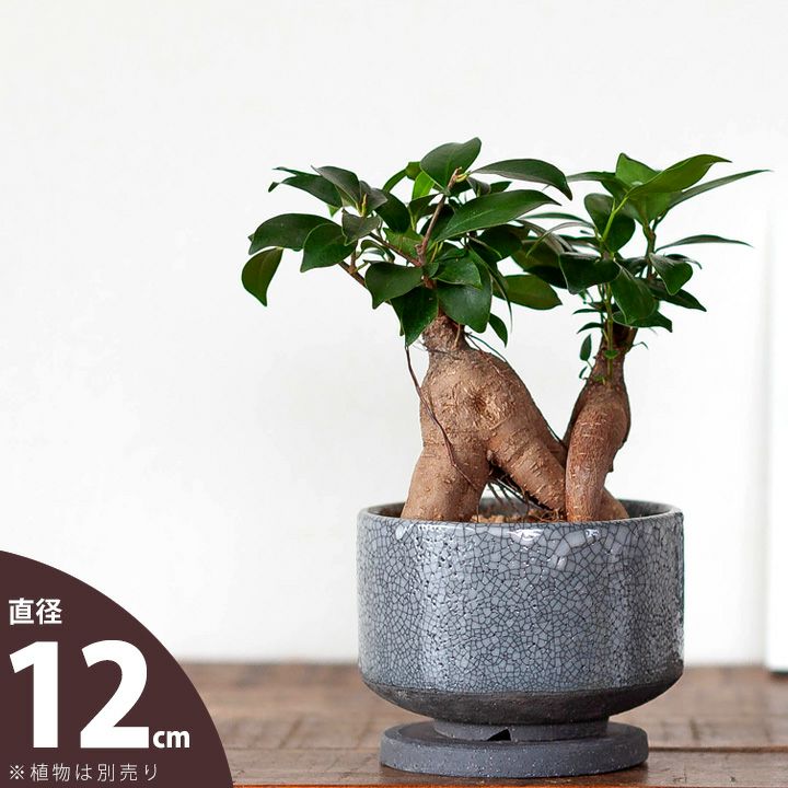 000000007787-01.jpg?size=l&w=