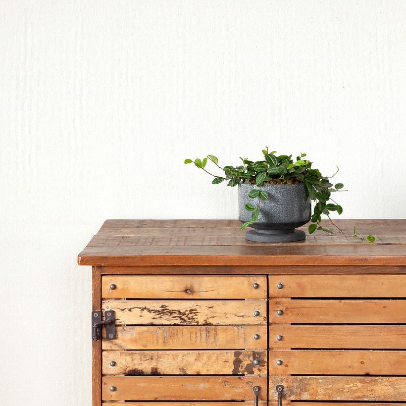 和モダン貫入浅型植木鉢｜植物の魅力・盆栽風にUPする