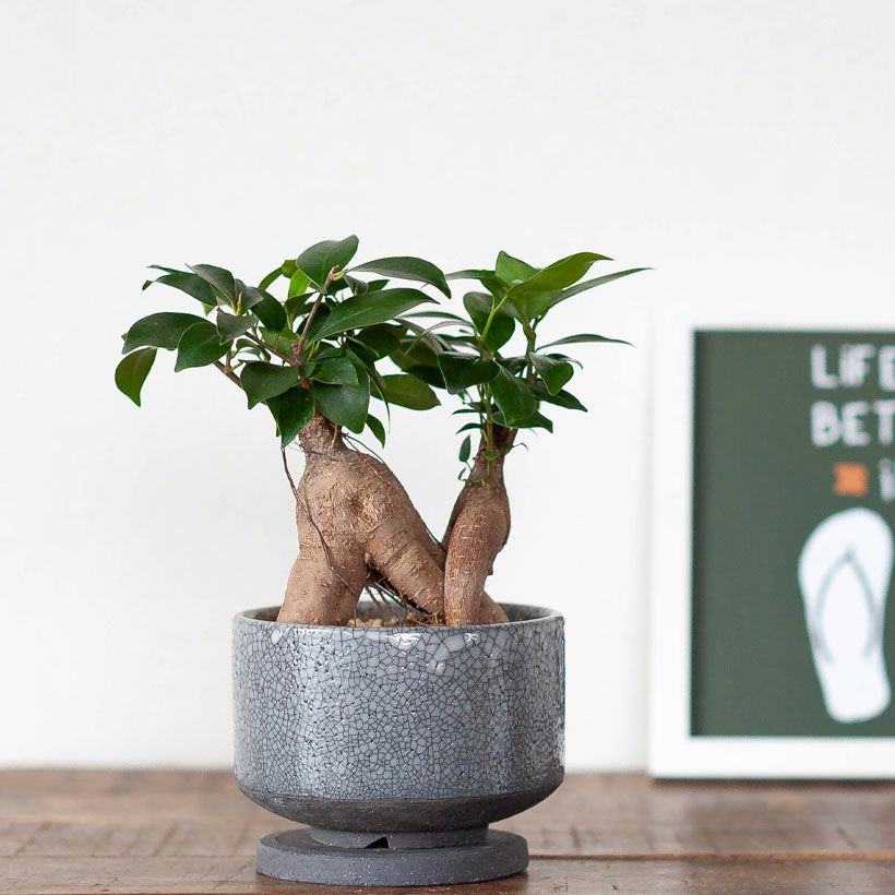 000000007787-05.jpg?size=l&w=