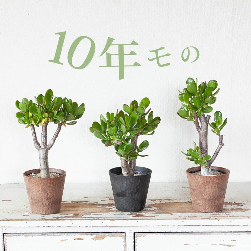 000000007792-02.jpg?size=l&w=